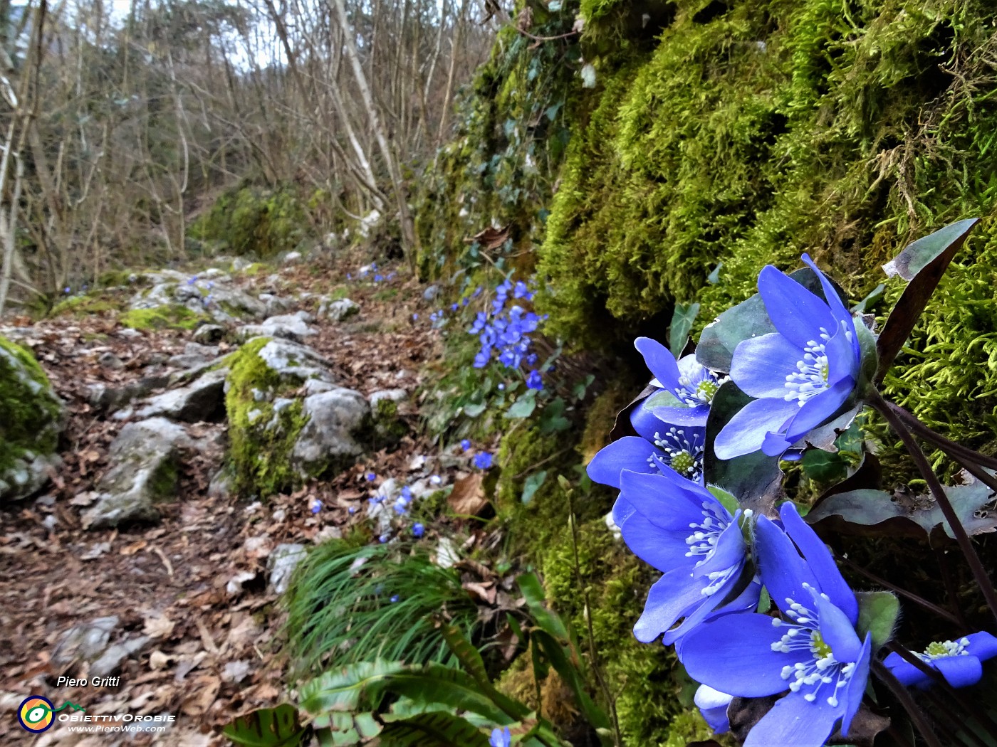 18 Anemone epatica (Hepatica nobilis) sul sent. 507A che risale  seguendo il solco della valle di Stabello.JPG